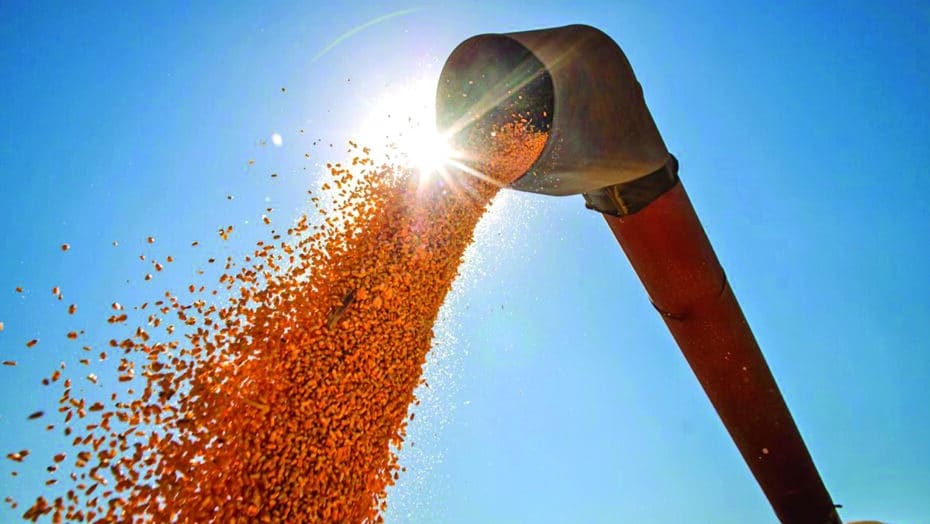Produção de grãos deve ter alta de 15% na temporada 2022/23 | notícias do rio grande do norte materia1