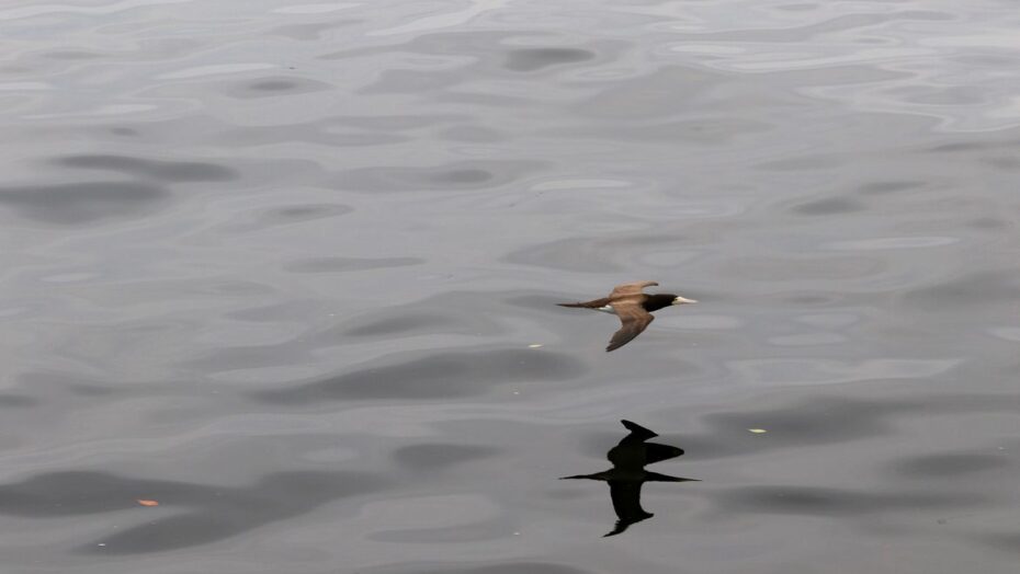 O Atobá Mergulhão sobrevoa a Baía da Guanabara, no Rio de Janeiro.