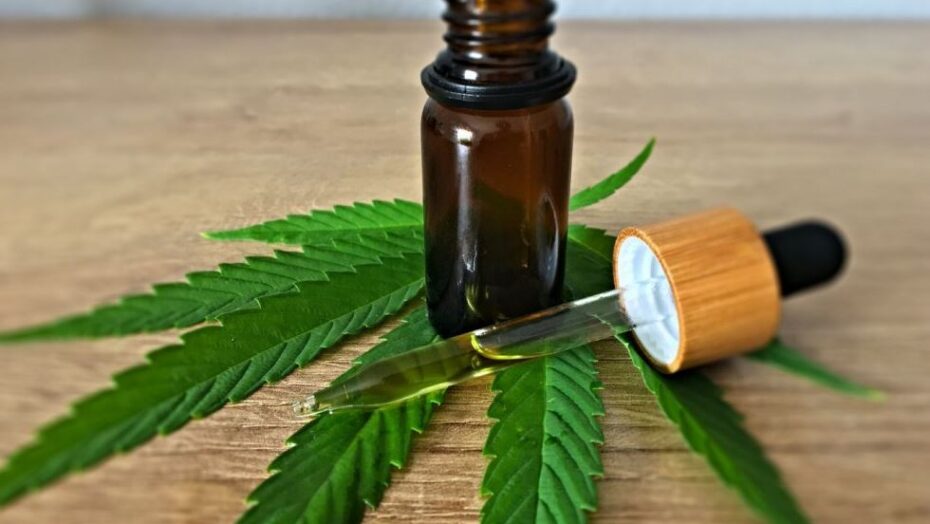 Governo quer regular plantio de cannabis para fins medicinais no brasil | notícias do rio grande do norte cannabis 930x524