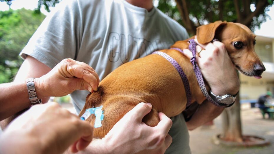 Lote com 300 mil doses de vacina antirrábica enviadas ao rn pode ser descartado | notícias do rio grande do norte 905008 vacina caes gatos df 7590
