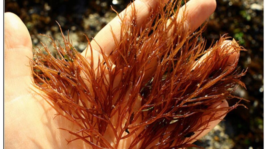 Macro Alga