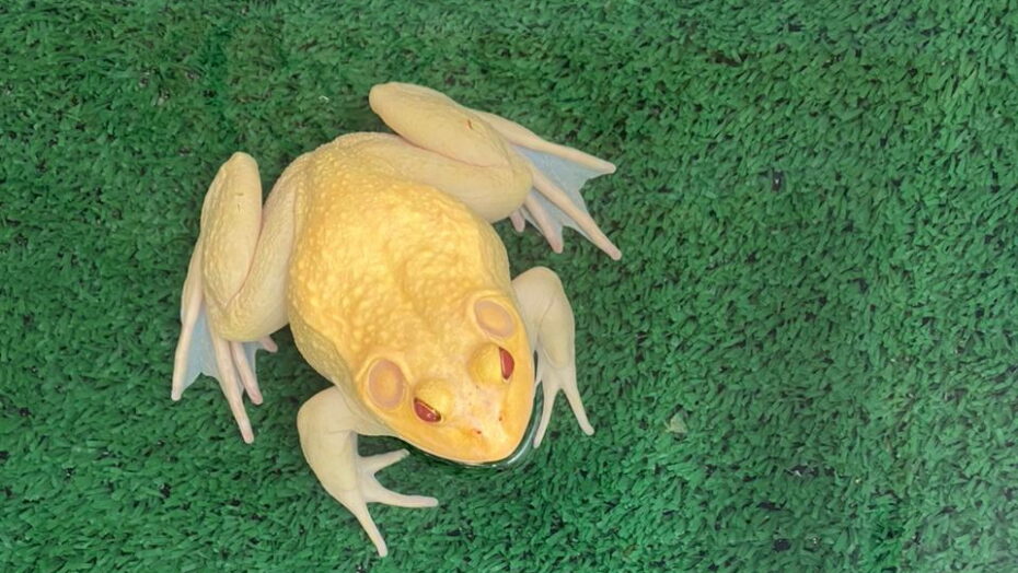 Animais silvestres eram utilizados em gravação de vídeos por influenciador digital. Foto: PF RN.