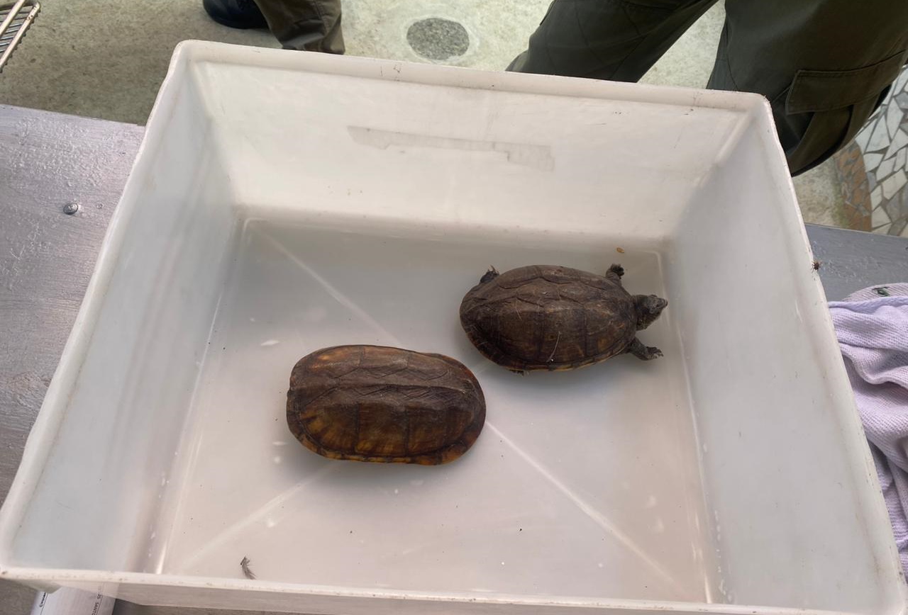 Animais silvestres eram utilizados em gravação de vídeos por influenciador digital. Foto: PF RN.