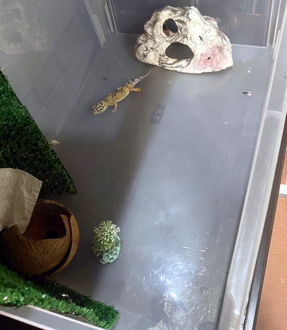 Animais silvestres eram utilizados em gravação de vídeos por influenciador digital. Foto: PF RN.