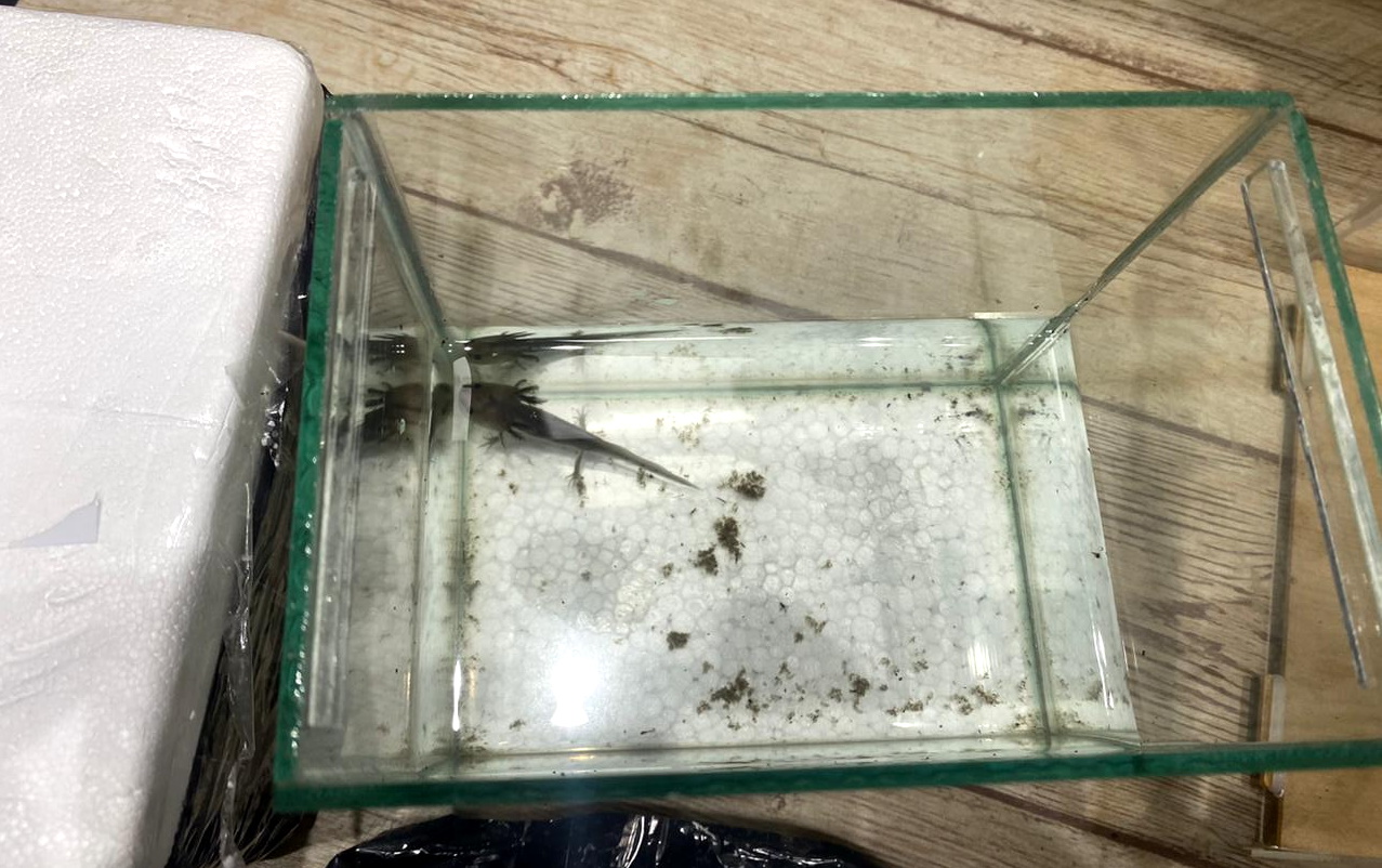 Animais silvestres eram utilizados em gravação de vídeos por influenciador digital. Foto: PF RN.