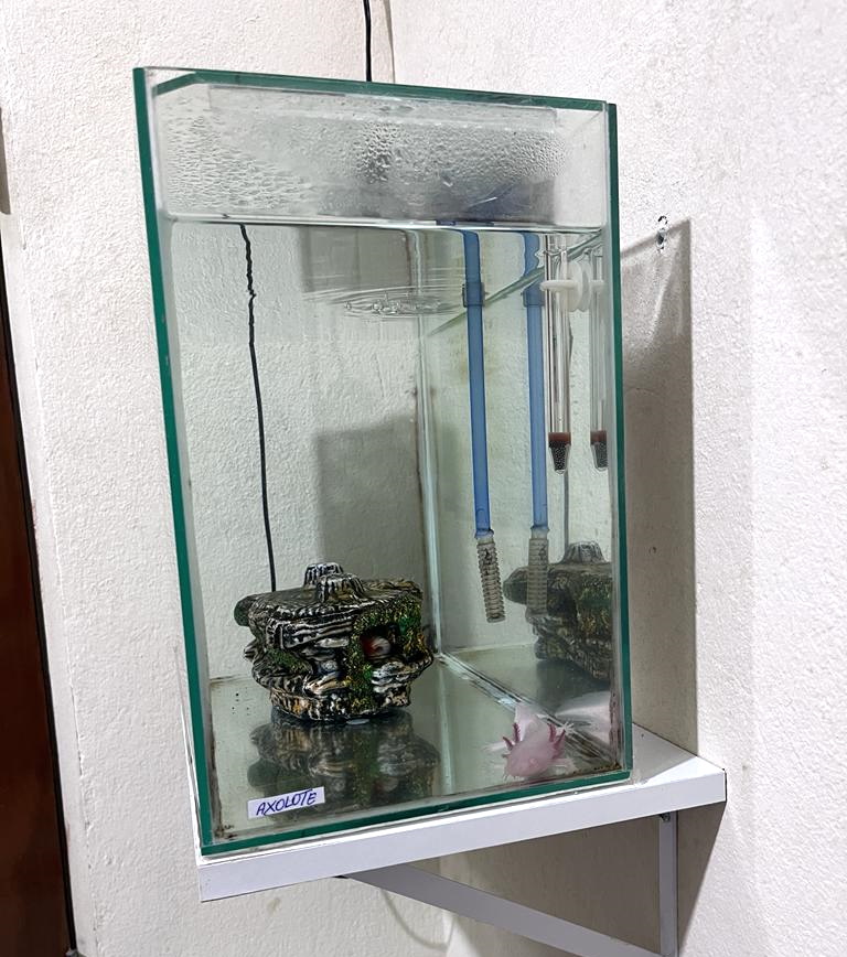 Animais silvestres eram utilizados em gravação de vídeos por influenciador digital. Foto: PF RN.