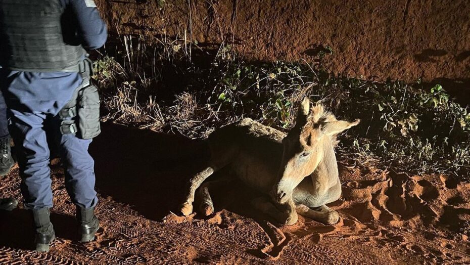 Jumento é "violado" no rn e guarda municipal abre bo | notícias do rio grande do norte Jumento foi encontrado com sinais de fraqueza em Nova Cruz. Foto: Guarda Municipal de Vera Cruz.