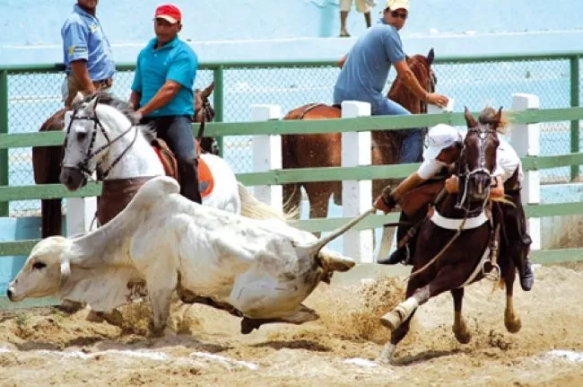 Vaquejada vira reduto de bets e de políticos | notícias do rio grande do norte vaquejada