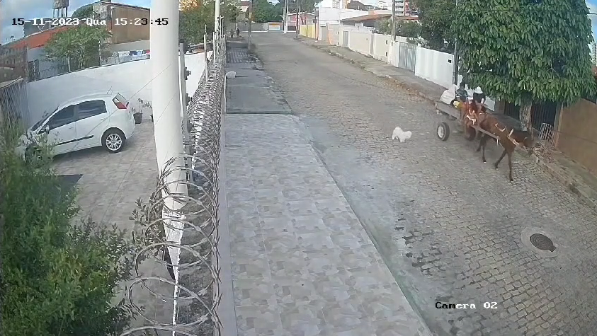 Polícia civil divulga imagens de furto de um cachorro em natal | notícias do rio grande do norte cachorro Captura de tela 2023 12 15 164329