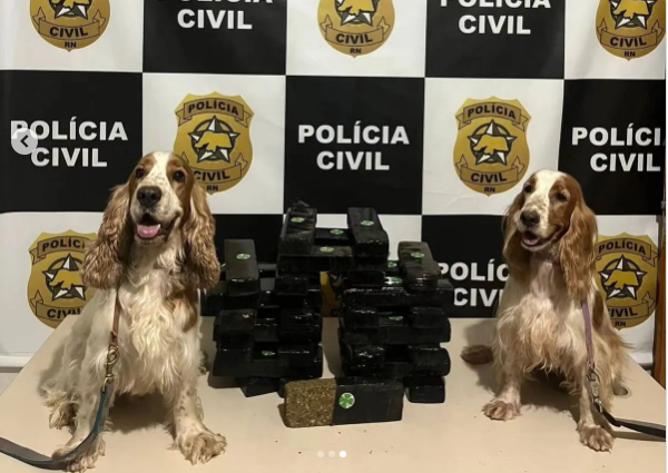 Cães farejadores ajudaram em operação da Polícia Civil. Foto: SECOM