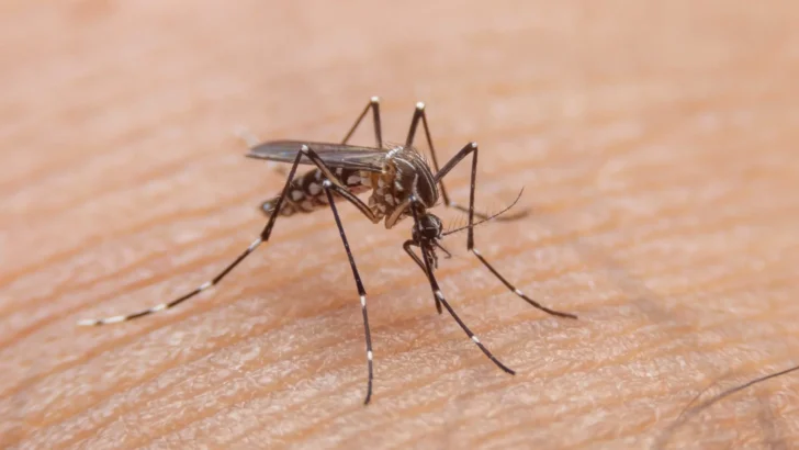 Mosquito da dengue, Aedes aegypti . Foto: Reprodução/Getty Images