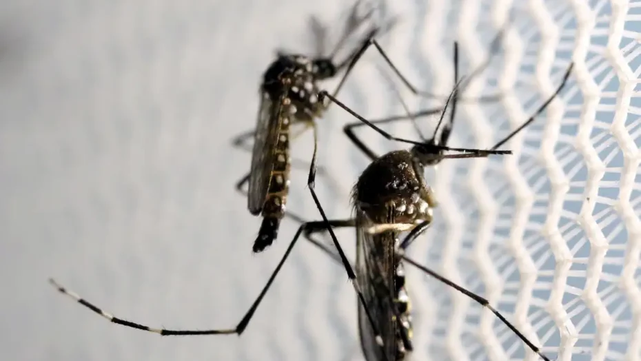 Dengue: brasil tem 12 mortes e mais de 120 mil casos prováveis | notícias do rio grande do norte mosquitos aedes aegypti dengue