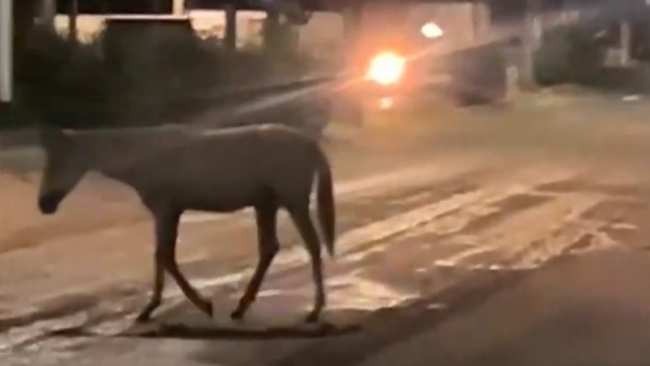 Cavalo é flagrado passando pela avenida João Medeiros Filho / Foto: reprodução