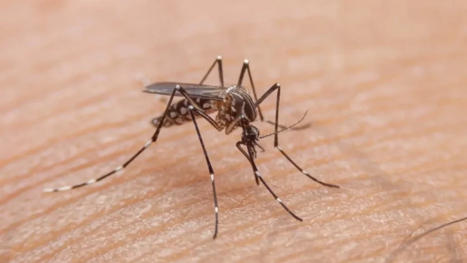 RN já tem 908 casos prováveis de dengue em 2024 - Foto: Getty Imagens