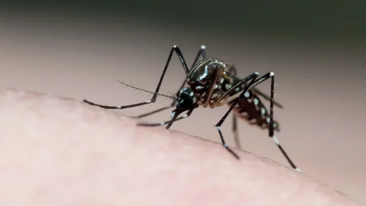 dengue