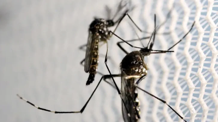 mosquitos aedes aegypti dengue