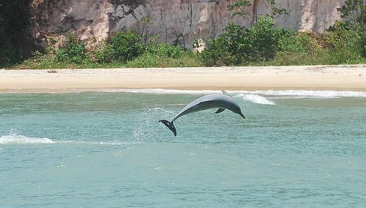 Praia Baia dos Golfinhos, em Pipa. Foto: TripAdvisor