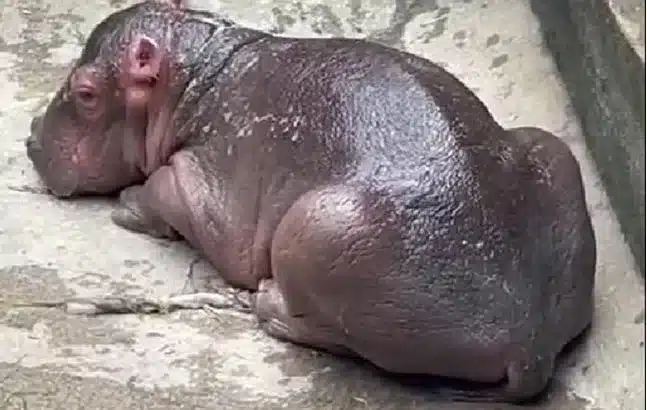 bebê hipopótamo