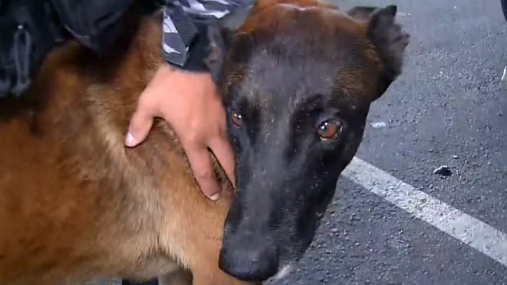 Cão fúria, da polícia penal do Mato Grosso, será usado em buscas por fugitivos da Penitenciária Federal de Mossoró — Foto: Inter TV Cabugi/Reprodução
