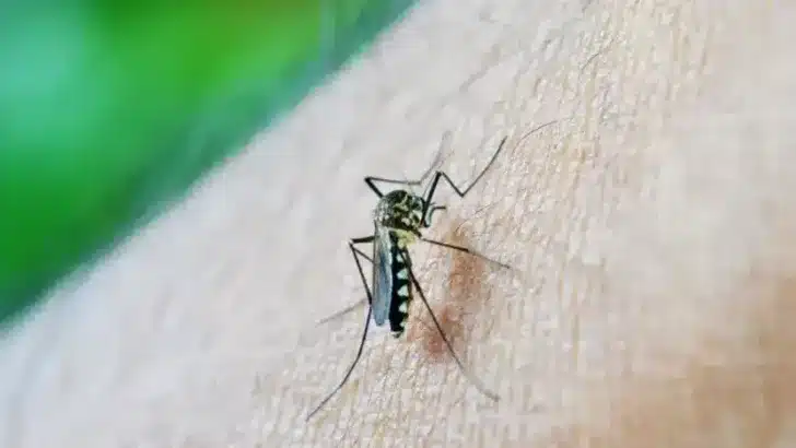 Mosquito transmissor da dengue / Foto: Agência Brasil