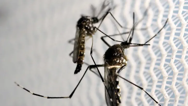 mosquitos aedes aegypti dengue