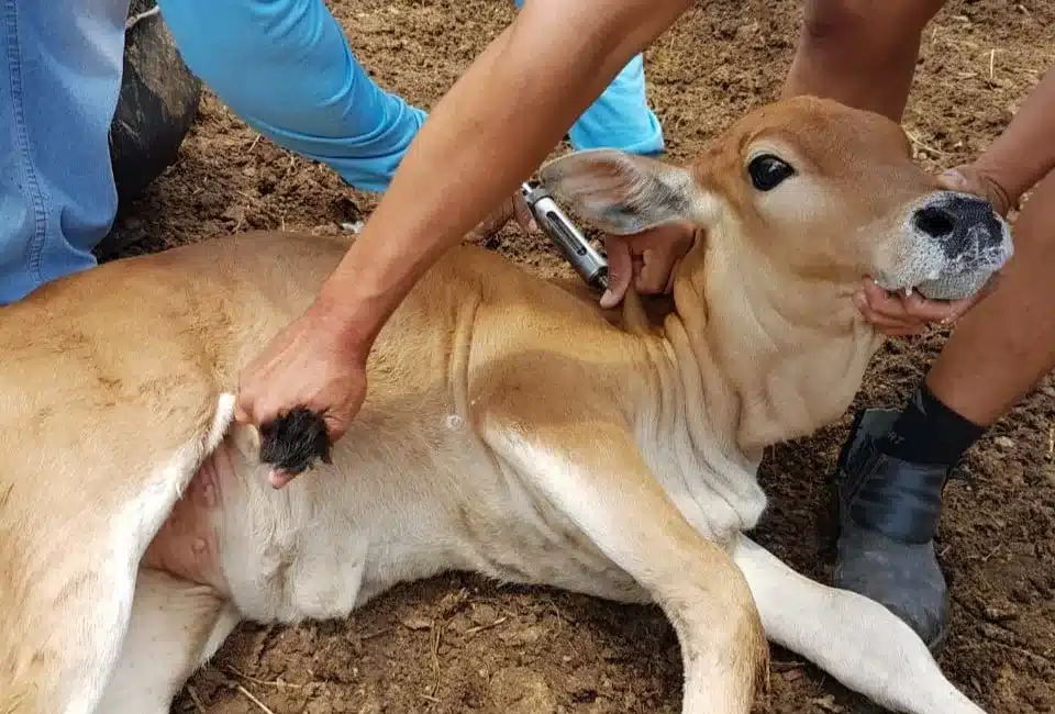 Produtores do rn têm apenas cinco dias para imunizar rebanho contra febre aftosa | notícias do rio grande do norte vacina aftosa (1)