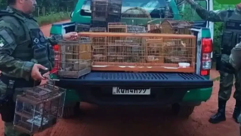 PM apreende aves silvestres mantidas em cativeiro na cidade de Mossoró - Foto: PMRN