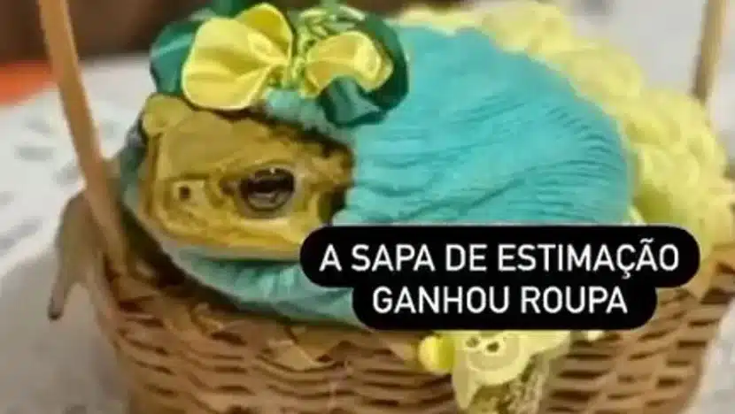 Vídeo: idosa do rn viraliza nas redes sociais por ter sapo de estimação | notícias do rio grande do norte Capturar