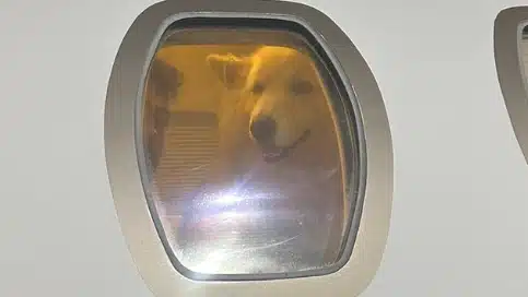 cachorro nattan capa