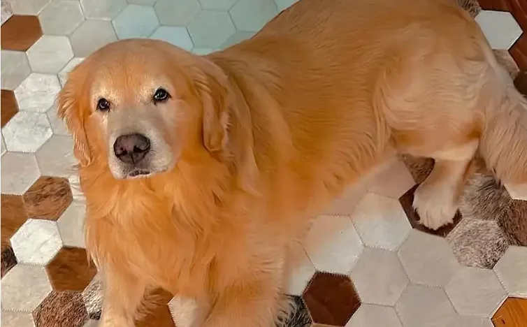 Câmara aprova projeto que obriga aéreas a rastrear transporte de pets
