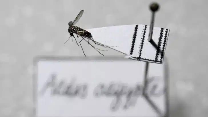 Mosquito Aedes aegypti fotografado em laboratório na Argentina / Foto: Luis Robayo / AFP