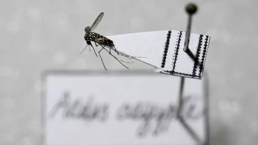 Mosquito Aedes aegypti fotografado em laboratório na Argentina / Foto: Luis Robayo / AFP