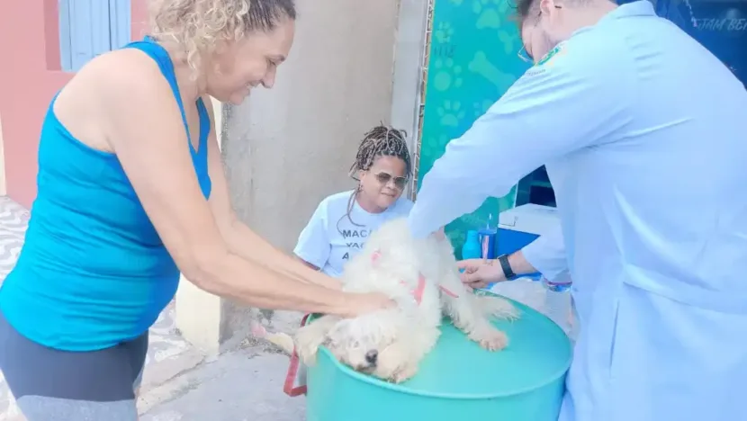 Macaíba promove vacinação antirrábica para cães e gatos - Foto: Divulgação/Assecom