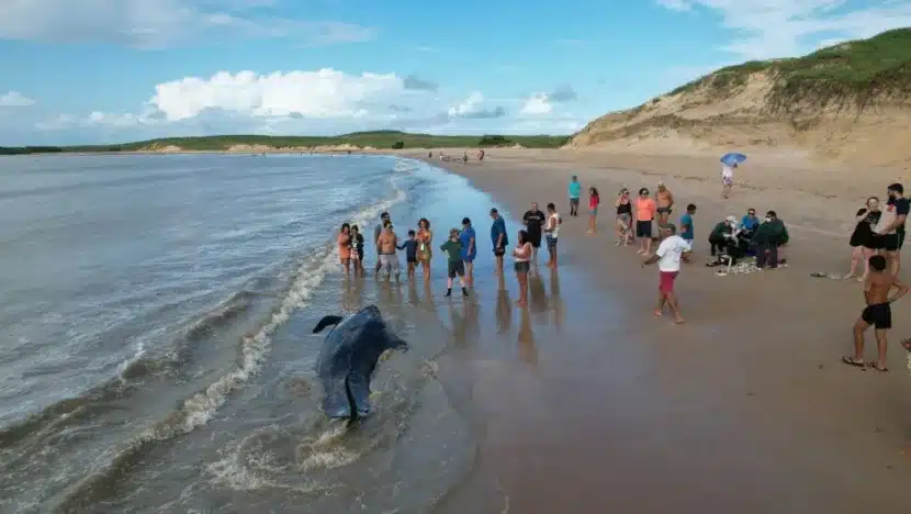 Baleias-piloto encalharam em Rio do Fogo na última sexta-feira e só retoRio Grande do Nortearam ao alto mar nesta segunda-feira 3. Foto: Ricardo Morais/UERN.