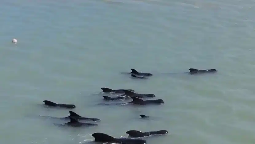Grupo de baleias encalhadas em Rio do Fogo. Foto: Reprodução.