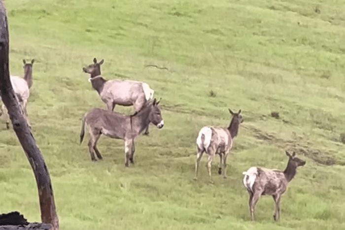 Burro que liderava veados é suspeito de matar leão-da-montanha para proteger manada | notícias do rio grande do norte burro acusado de matar leão foto reprodução