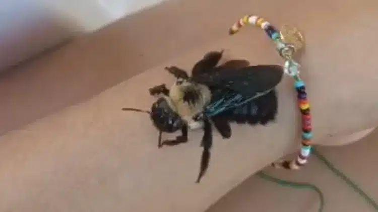 Abelha adotada foto reproducao instagram 2