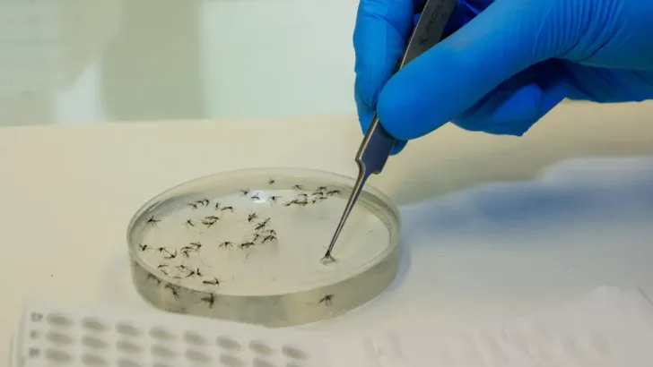 mosquitos com wolbachia3