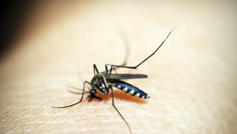 mosquito 1548947
