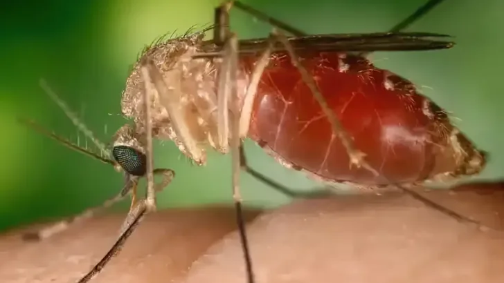 mosquito maruim