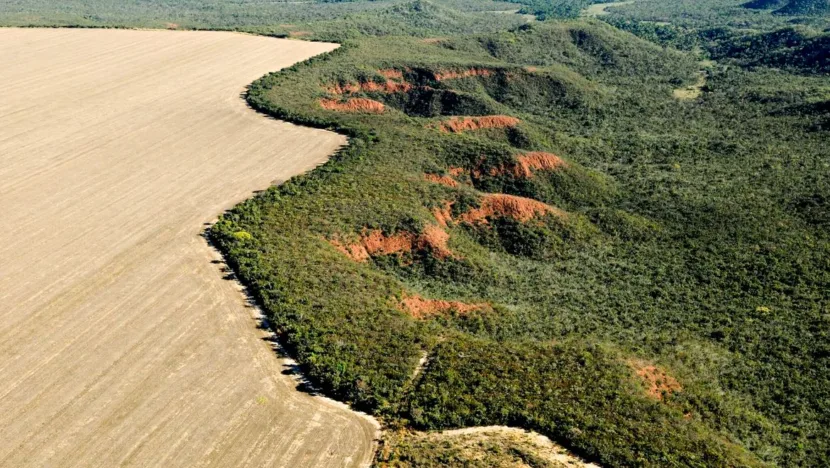 Cerrado: desmatamento emite 135 milhões de toneladas de co2 desde 2023 | notícias do rio grande do norte cerrado