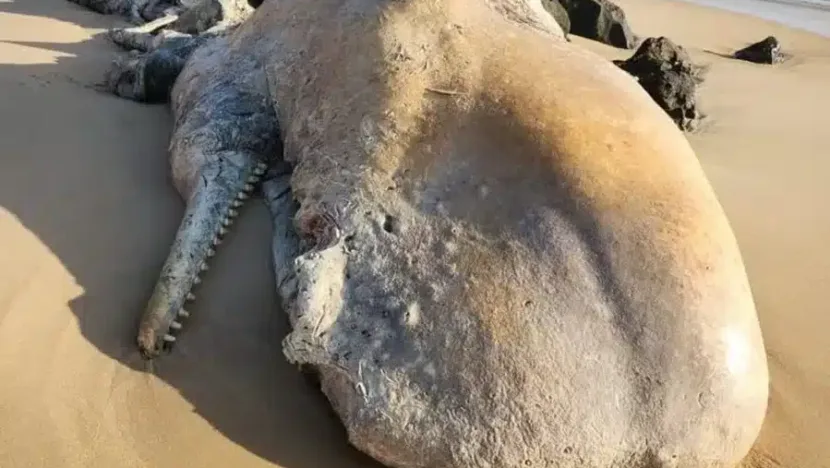 Ossada de baleia-cachalote é encontrada na praia de sibaúma | notícias do rio grande do norte baleia-cachalote - Foto: Divulgação/Cemam