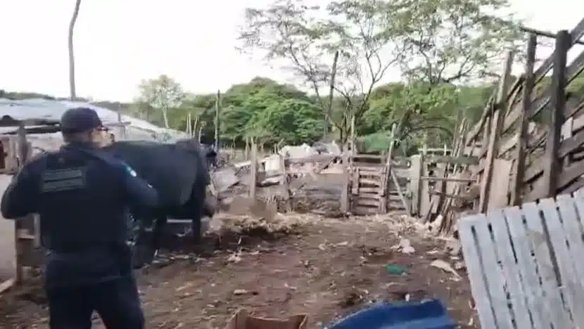 maus tratos
