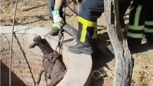 Corpo de Bombeiros resgata ovelha que caiu em poço de 15m na zona rural de Apodi