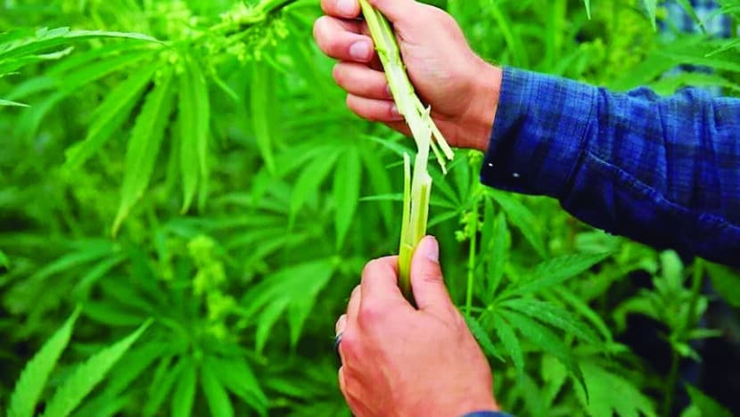 Máquina separa as folhas e flores de canabis medicinal dos galhos em segundos / Foto: Blue Sky Hemp Ventures