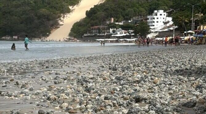 PÁG 7 retranca Rodolitos praia ponta negra foto reprodução