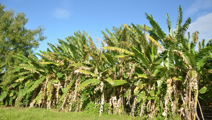 Nordeste tem 50% da agricultura familiar do brasil, mas só 3% de mecanização | notícias do rio grande do norte Plantação de Bananas (13)
