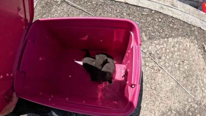 WhatsApp Image 2025 02 18 at 15.39.18