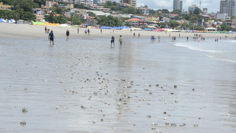 Rodolitos Praia de Ponta Negra Natal RN Tem Afastado Turistas e Banhistas Após Engorda . (44)