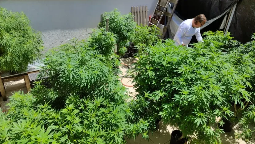 Anvisa fará consulta pública para atualizar regulamentação da cannabis - Foto: Fábio Carvalho/Arquivo pessoal